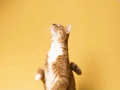 I'm a cat and this is my human's web page to keep you updated about my adventures, my recommendations, and my latest antics. I hope you enjoy it!